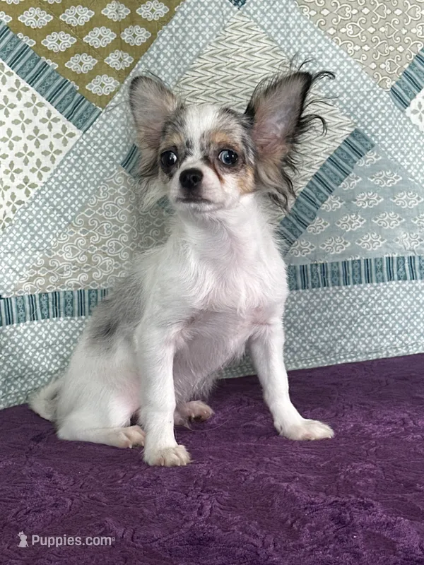 CKC Cloudy – Chihuahua puppy for sale in Mayslick, KY