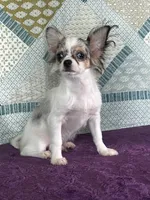 CKC Cloudy, a male Chihuahua for sale in Mayslick, KY – 2 of 10