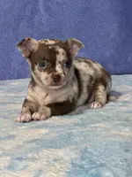 Cocoa, a female Chihuahua for sale in Mayslick, KY – 9 of 9