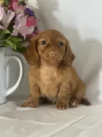 Dana (long-haired) , a female Miniature Dachshund for sale in Mayslick, KY – 6 of 9