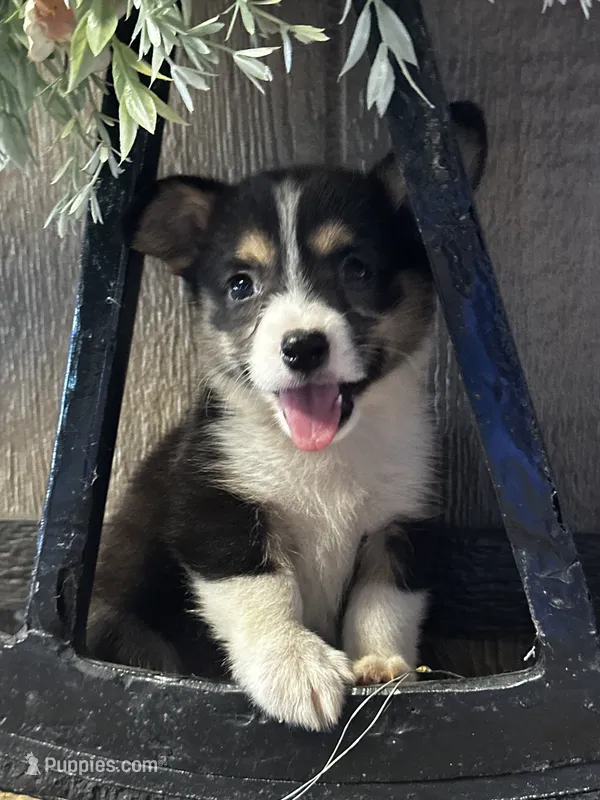 AKC Princess – Pembroke Welsh Corgi puppy for sale in Mayslick, KY