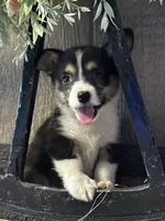 AKC Princess, a female Pembroke Welsh Corgi for sale in Mayslick, KY – 1 of 10