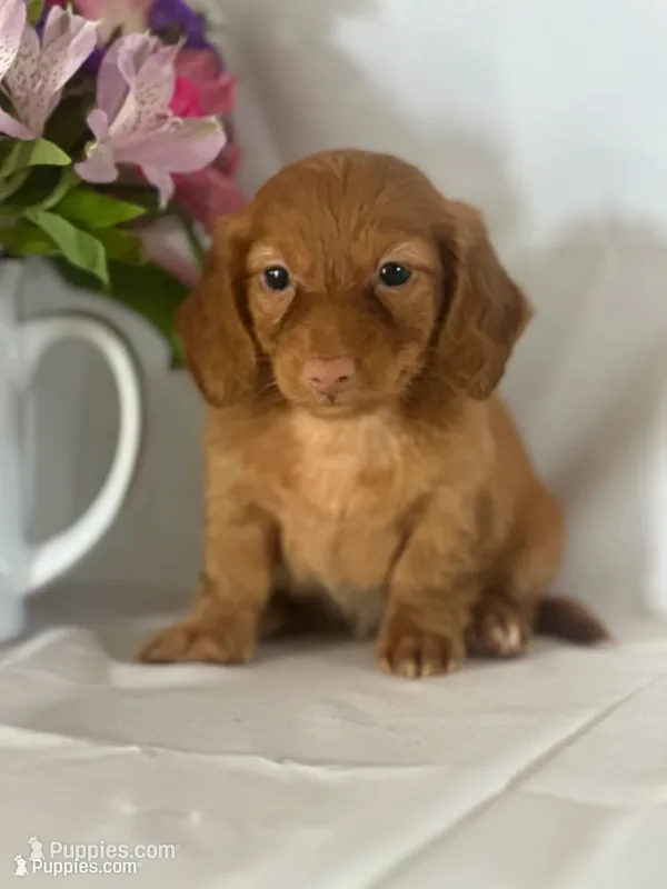 Dana (long-haired)  – Miniature Dachshund puppy for sale in Mayslick, KY