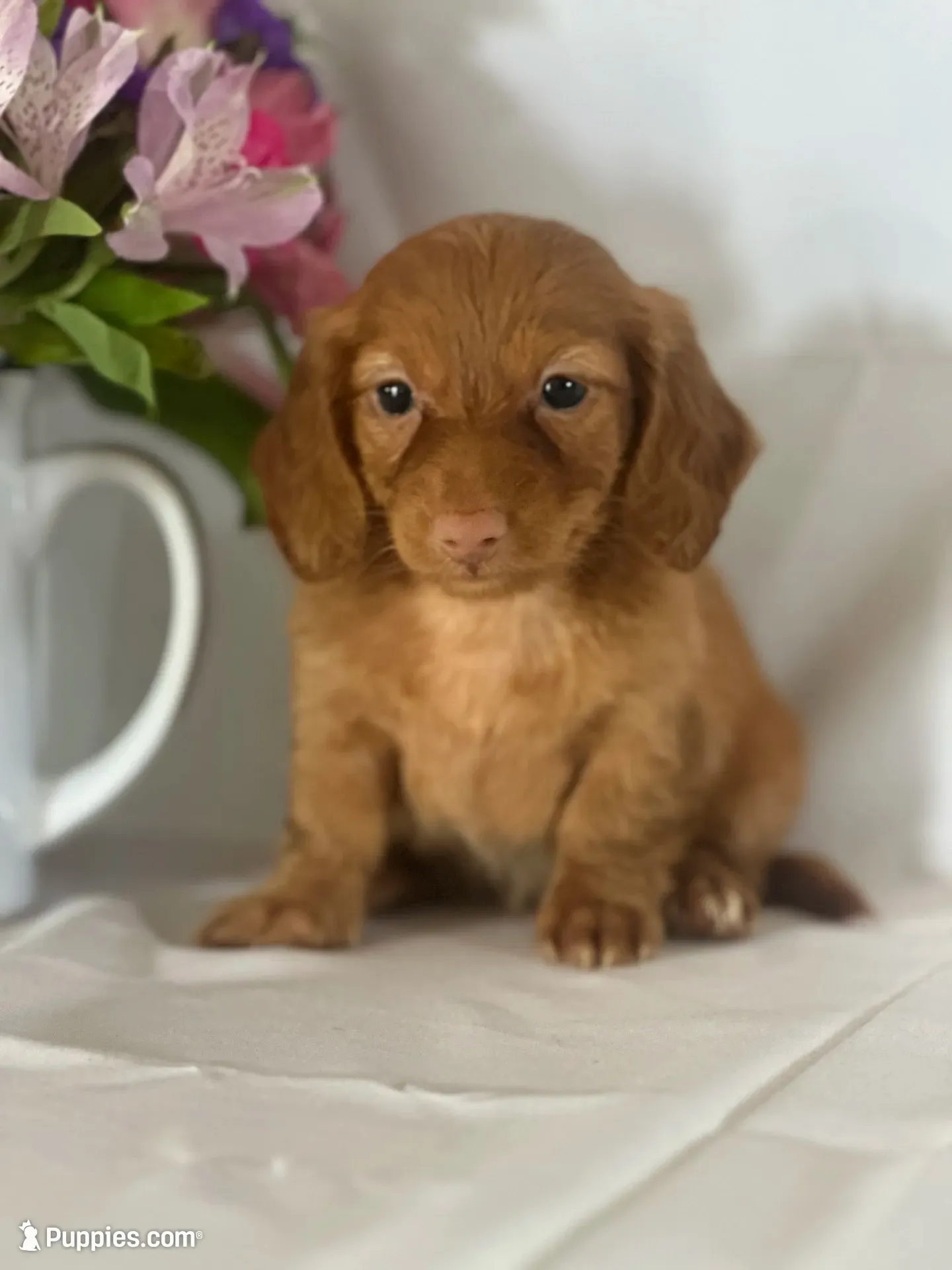 Dana (long-haired) , a female Miniature Dachshund for sale in Mayslick, KY – 2 of 9