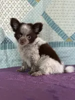 AKC Corbin, a male Chihuahua for sale in Mayslick, KY – 10 of 10