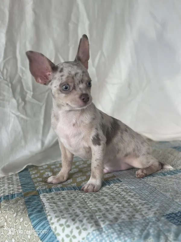 AKC Cain – Chihuahua puppy for sale in Mayslick, KY