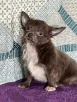 AKC Charlie, a male Chihuahua for sale in Mayslick, KY – 8 of 10