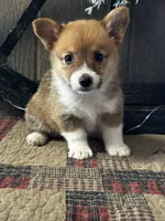 Prissy, a female Pembroke Welsh Corgi for sale in Mayslick, KY – 2 of 10