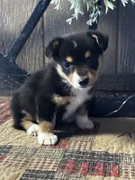 Paige, a female Pembroke Welsh Corgi for sale in Mayslick, KY – 5 of 10