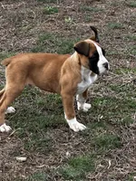 Brutus, a male Boxer for sale in Mayslick, KY – Photo 4 of 6