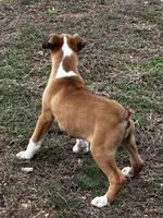 Brutus, a male Boxer for sale in Mayslick, KY – Photo 5 of 6