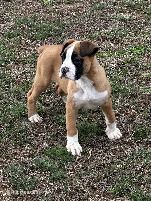 Brutus – Boxer puppy for sale in Mayslick, KY