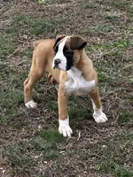 Brutus, a male Boxer for sale in Mayslick, KY – Photo 1 of 6