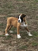 Brutus, a male Boxer for sale in Mayslick, KY – Photo 2 of 6