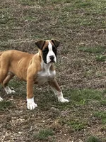 Brutus, a male Boxer for sale in Mayslick, KY – Photo 3 of 6