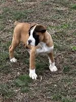 Brutus, a male Boxer for sale in Mayslick, KY – Photo 6 of 6