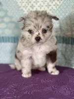 AKC Carla, a female Chihuahua for sale in Mayslick, KY – 4 of 9
