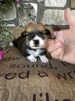 AKC Prince, a male Pembroke Welsh Corgi for sale in Mayslick, KY – 4 of 6