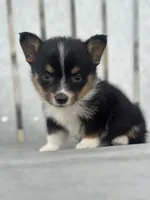 Pogo, a male Pembroke Welsh Corgi for sale in Mayslick, KY – 5 of 9