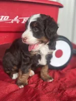 Bria, a female Miniature Bernedoodle for sale in Mayslick, KY – 8 of 10