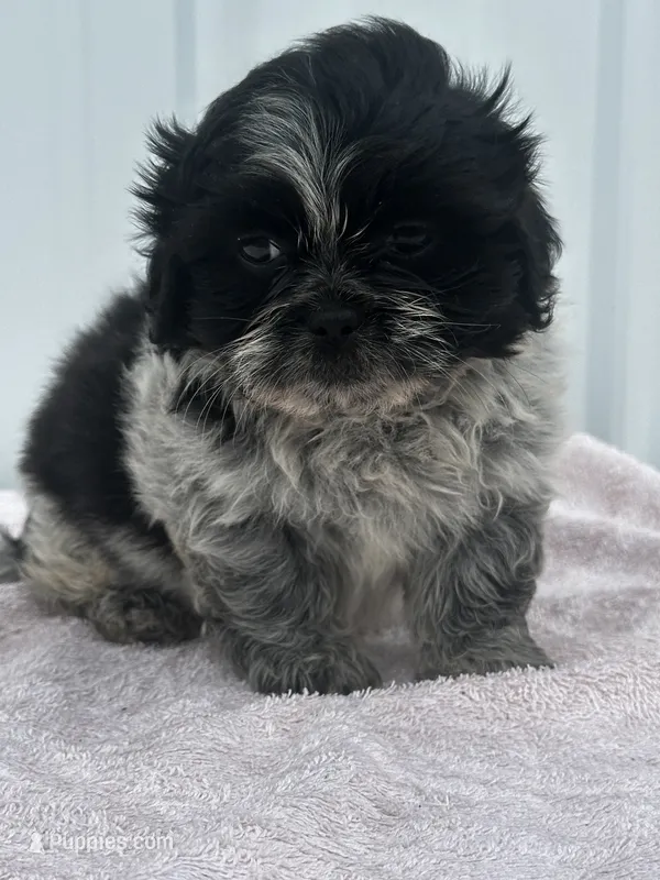 Shyla – Shih Tzu puppy for sale in Mayslick, KY