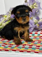 Yoko, a female Yorkshire Terrier for sale in Mayslick, KY – Photo 1 of 7