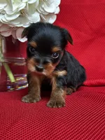 Yoko, a female Yorkshire Terrier for sale in Mayslick, KY – Photo 5 of 7