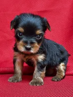 Yoko, a female Yorkshire Terrier for sale in Mayslick, KY – Photo 4 of 7