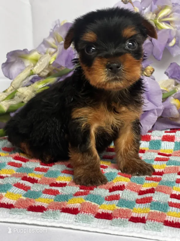 Yoko – Yorkshire Terrier puppy for sale in Mayslick, KY