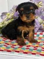 Yoko, a female Yorkshire Terrier for sale in Mayslick, KY – Photo 2 of 7