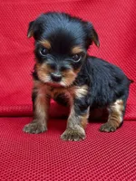 Yoko, a female Yorkshire Terrier for sale in Mayslick, KY – Photo 6 of 7