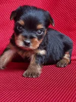 Yoko, a female Yorkshire Terrier for sale in Mayslick, KY – Photo 7 of 7