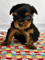 Yoko, a female Yorkshire Terrier for sale in Mayslick, KY – Photo 3 of 7
