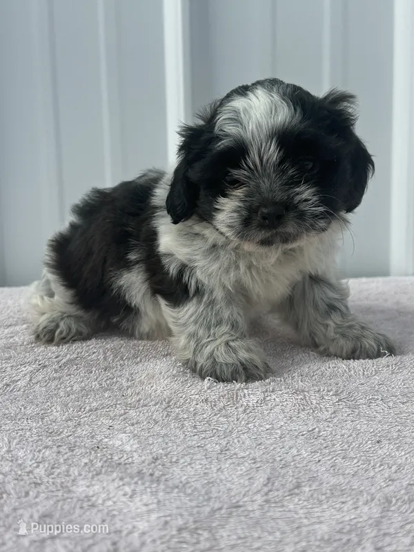 Shondra – Shih Tzu puppy for sale in Mayslick, KY