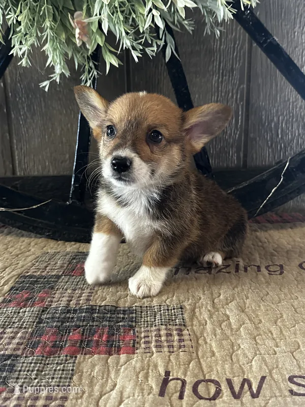 Presley – Pembroke Welsh Corgi puppy for sale in Mayslick, KY
