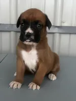 Bonnie, a female Boxer for sale in Mayslick, KY – 4 of 6