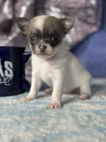 Candy, a female Chihuahua for sale in Mayslick, KY – 2 of 7