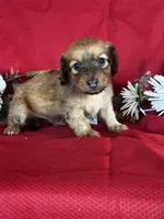 Dasher, a female Miniature Dachshund for sale in Mayslick, KY – 4 of 10