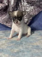 Candy, a female Chihuahua for sale in Mayslick, KY – 6 of 7