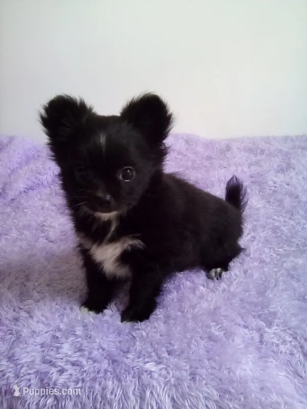 Cora – Chihuahua puppy for sale in Mayslick, KY