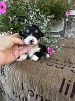AKC Paisley, a female Pembroke Welsh Corgi for sale in Mayslick, KY – 5 of 7