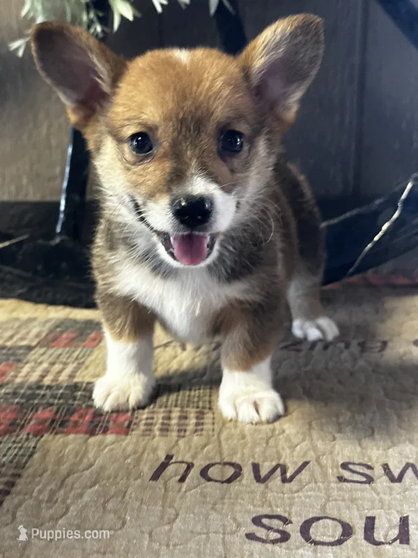 Presley – Pembroke Welsh Corgi puppy for sale in Mayslick, KY