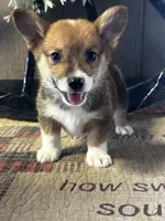 Presley, a male Pembroke Welsh Corgi for sale in Mayslick, KY – 1 of 10