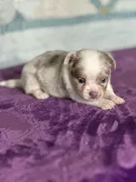 CKC Claudia, a female Chihuahua for sale in Mayslick, KY – 3 of 10