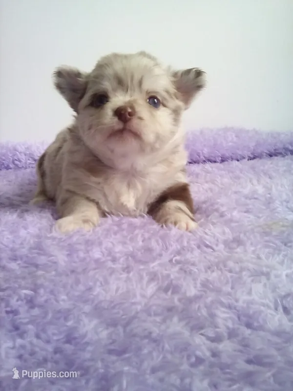 AKC Carla – Chihuahua puppy for sale in Mayslick, KY