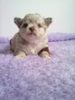 AKC Carla, a female Chihuahua for sale in Mayslick, KY – 1 of 2