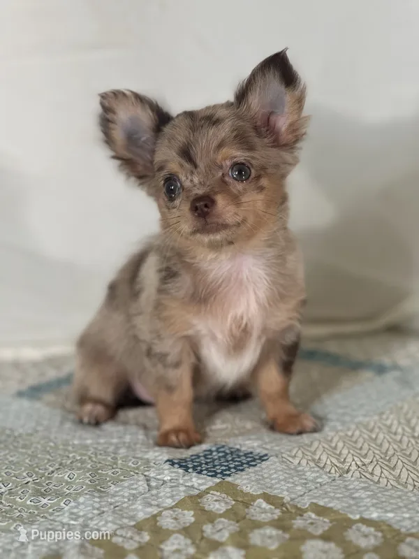 CKC Layla – Chihuahua puppy for sale in Mayslick, KY