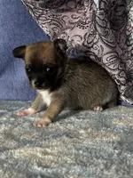 CKC Carmen, a female Chihuahua for sale in Mayslick, KY – 9 of 10