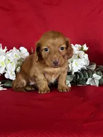 Dana, a female Miniature Dachshund for sale in Mayslick, KY – 3 of 10