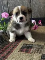 AKC Preston, a male Pembroke Welsh Corgi for sale in Mayslick, KY – 5 of 9